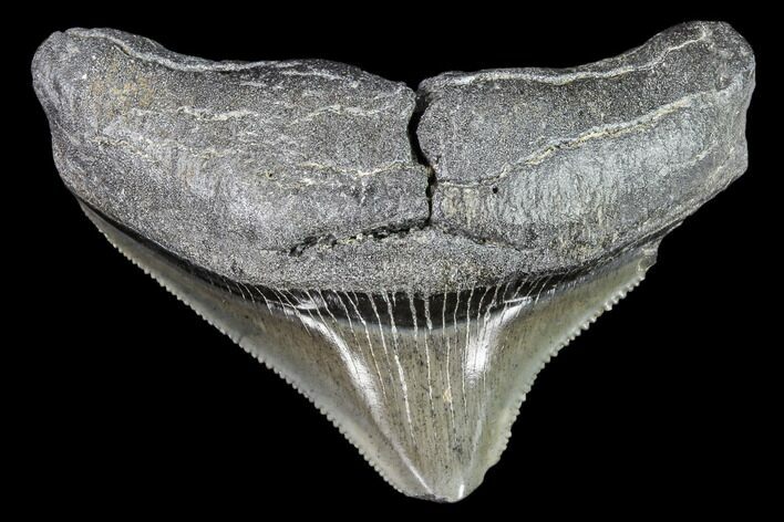 Serrated, Poserior Megalodon Tooth - Georgia #111630